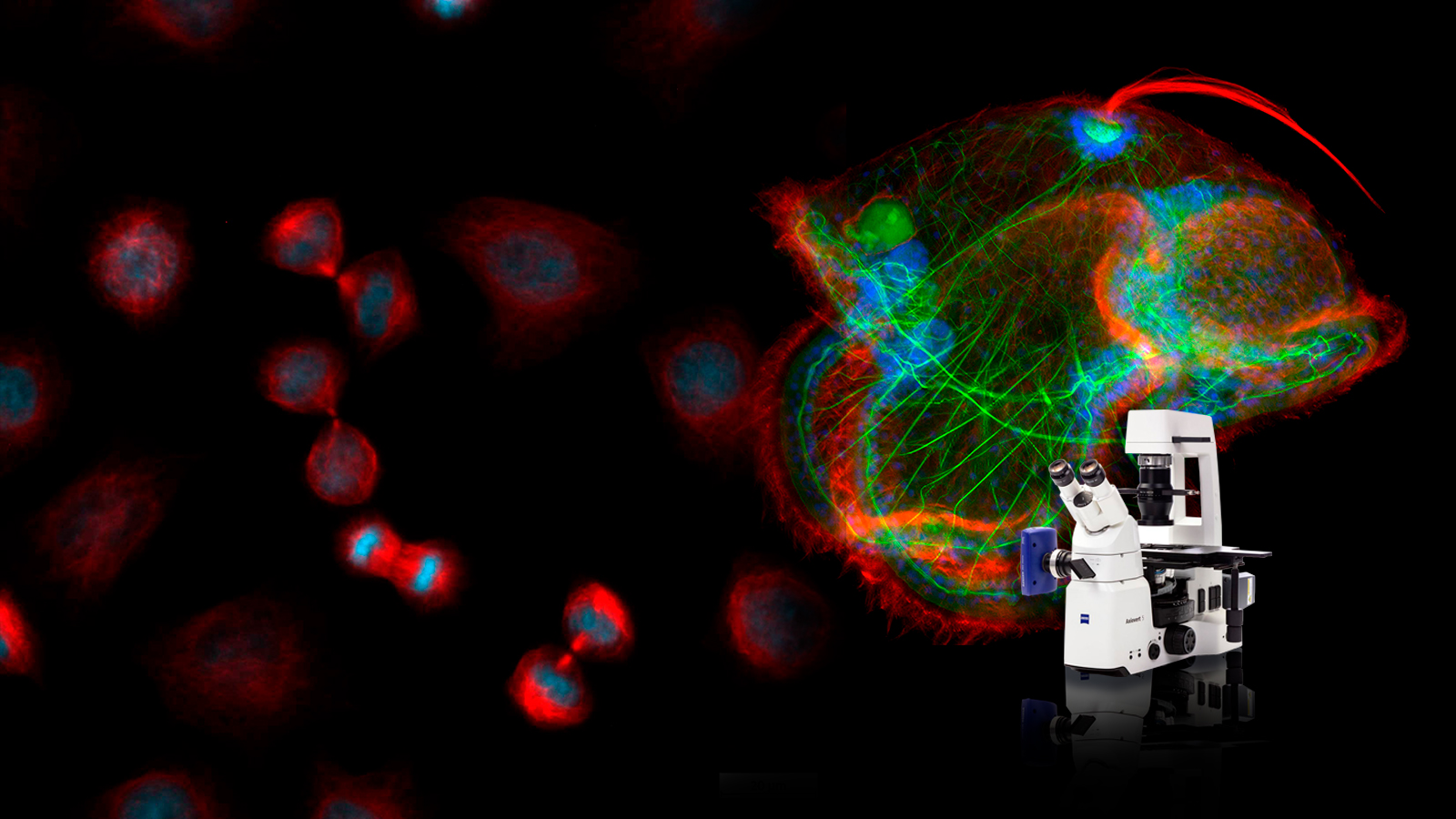 Microscopios fluorescencia