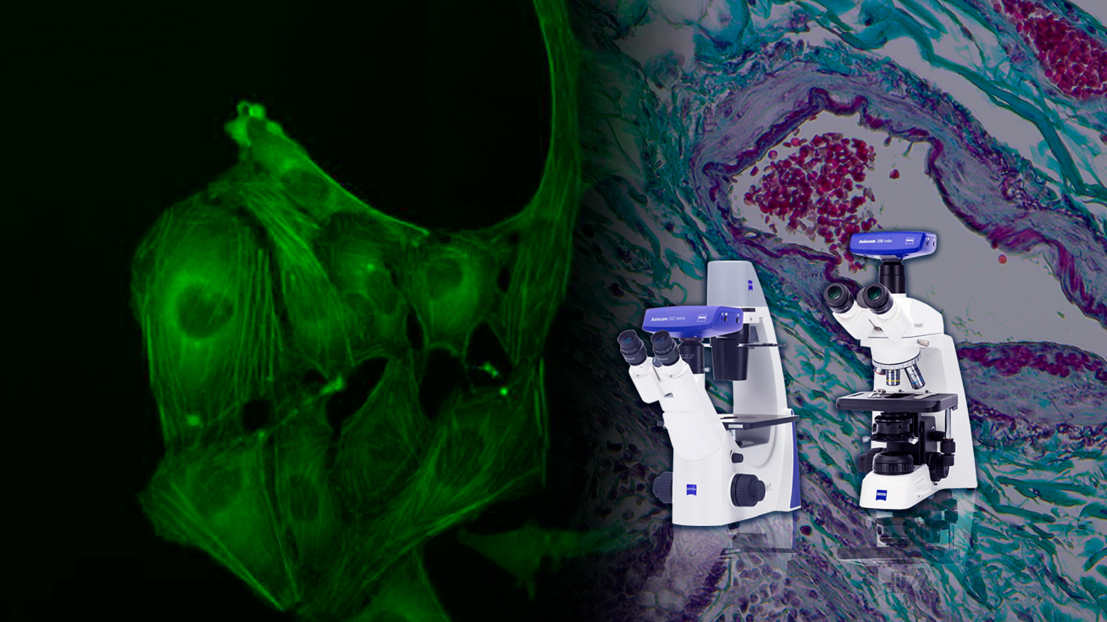 Microscopios de campo amplio