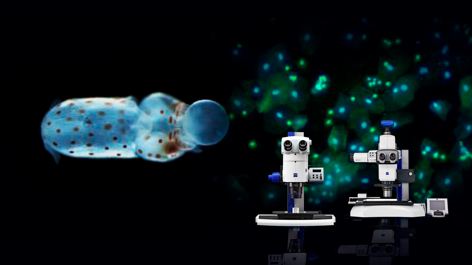 Estereoscopios y de Zoom