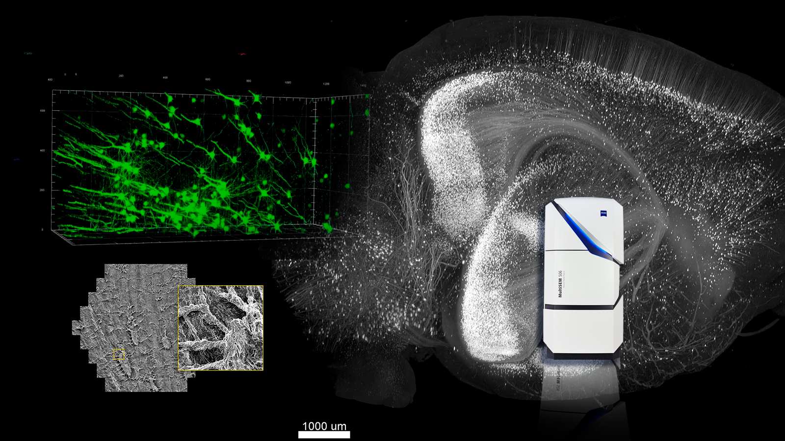Microscopios MultiSEM