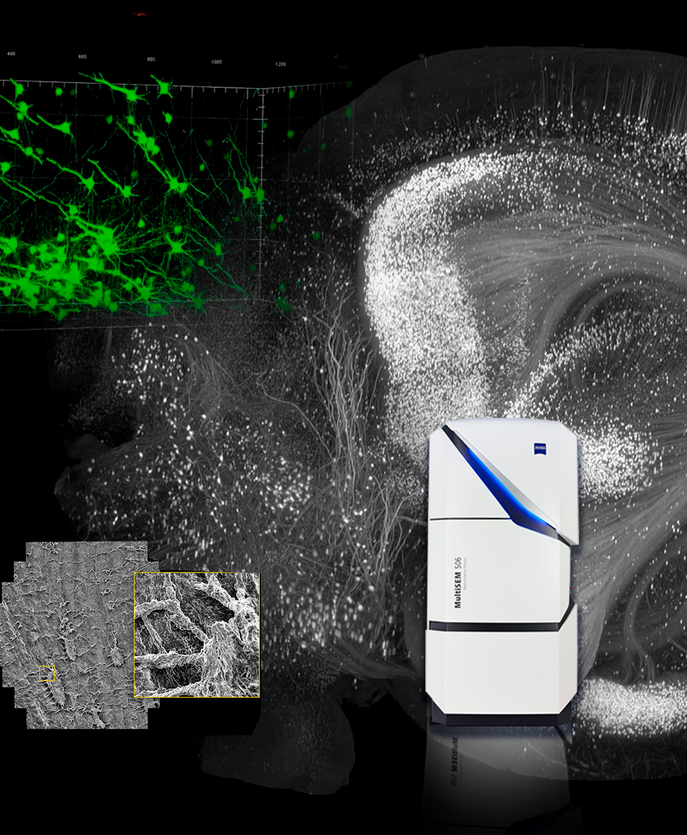 Microscopios MultiSEM